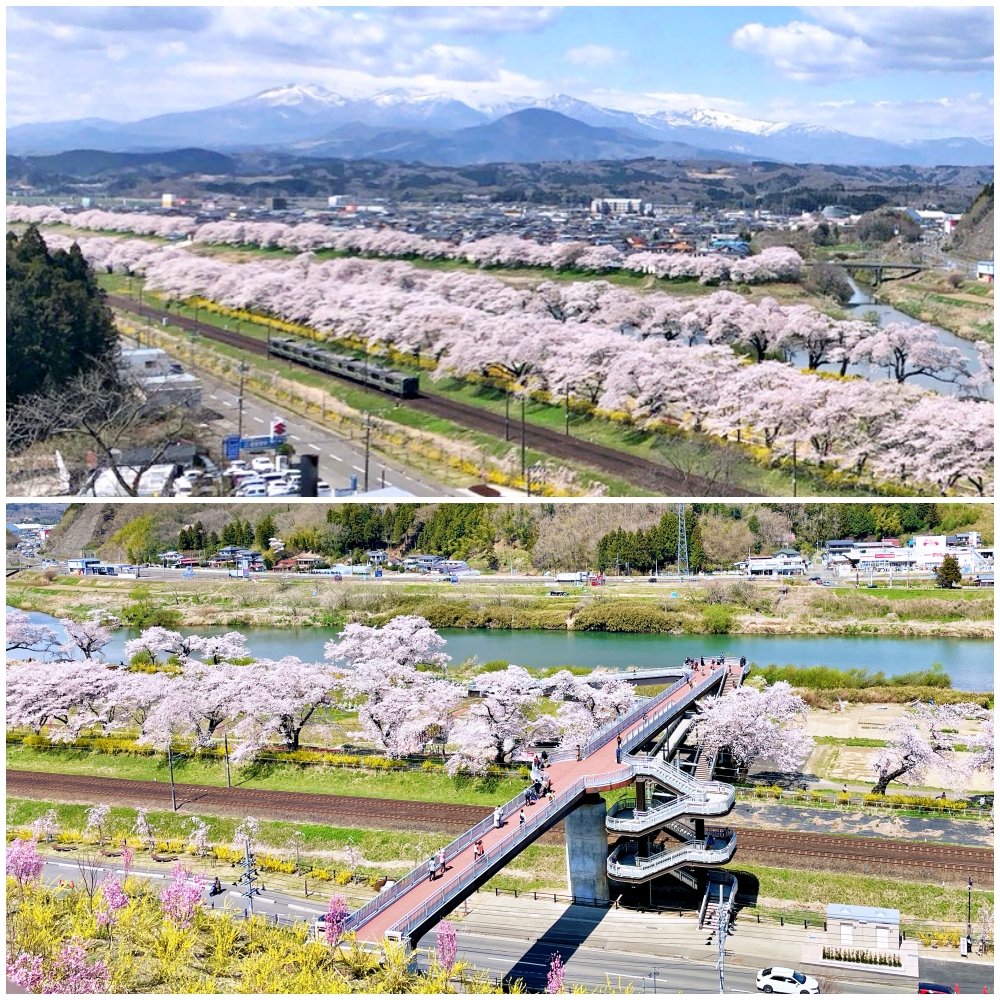 🌸 후나오카 관터(히토메 센본자쿠라) 이미지 7